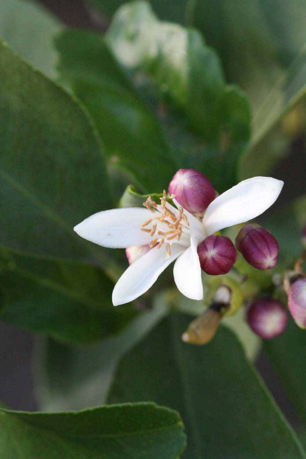              Flower (Riverside, CA)       